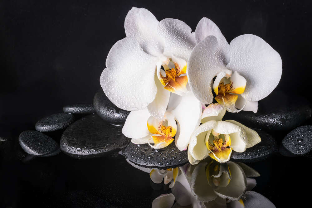 картина-постер Роскошь белой орхидеи с каплями росы