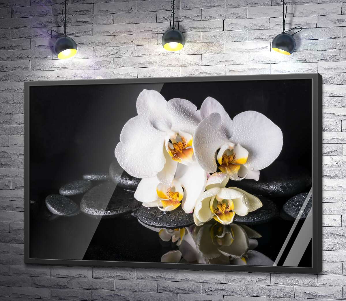 постер Роскошь белой орхидеи с каплями росы