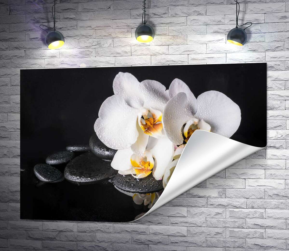 друк Розкіш білої орхідеї з краплями роси