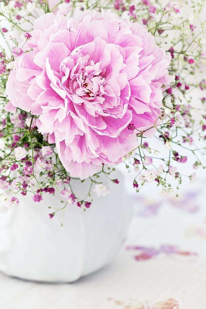 картина-постер Роскошный пион украшен розовыми цветами гипсофил