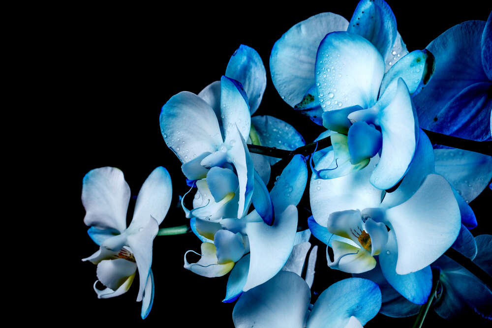 картина-постер Голубой градиент на лепестках орхидей