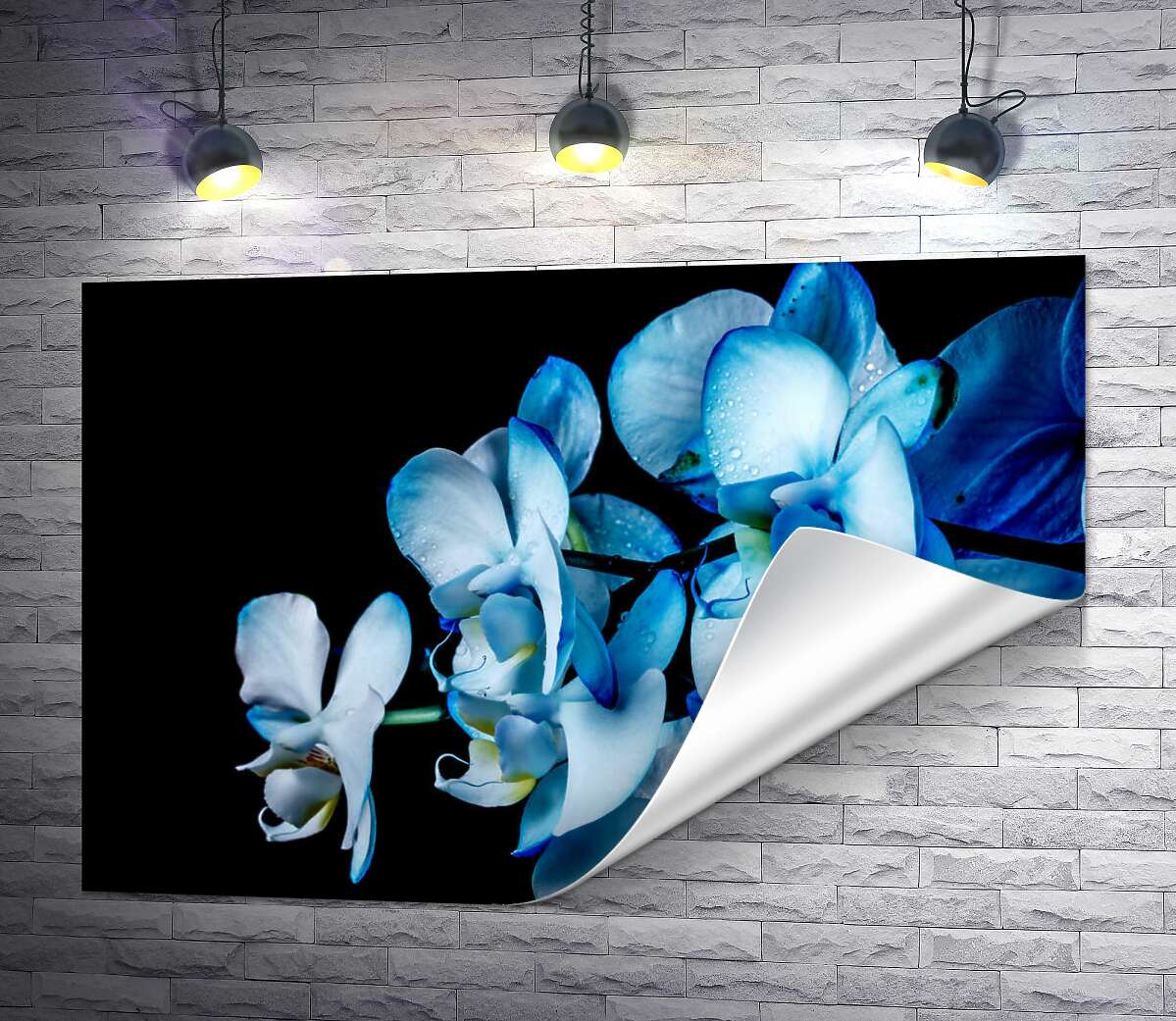 друк Блакитний градієнт на пелюстках орхідей