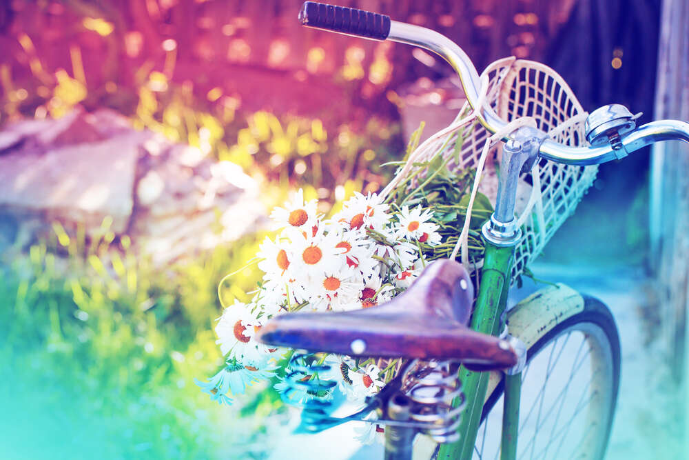 картина-постер Летний букет ромашек в корзине старого велосипеда