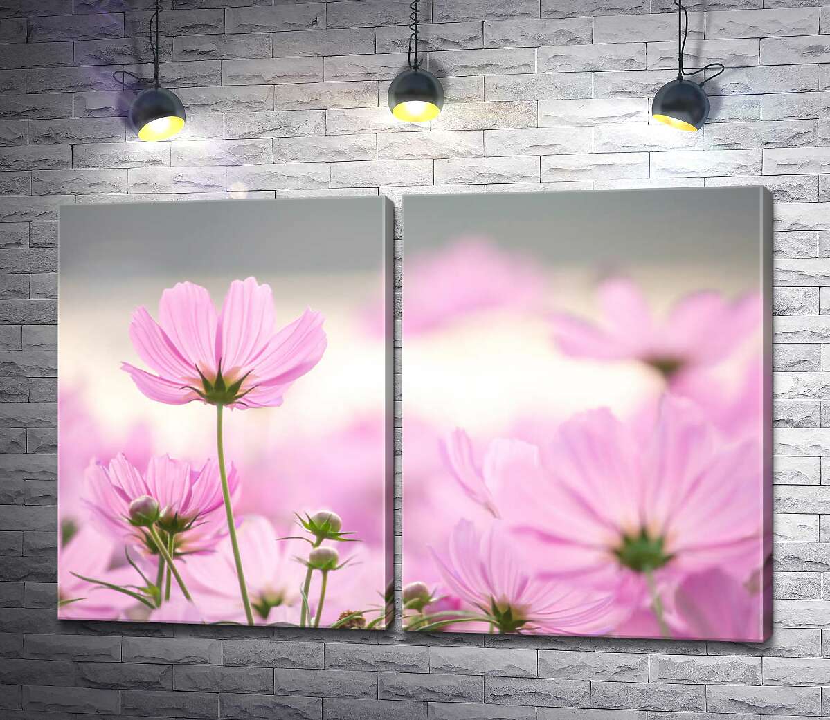 модульна картина Рожеві голівки напівпрозорих квітів космей