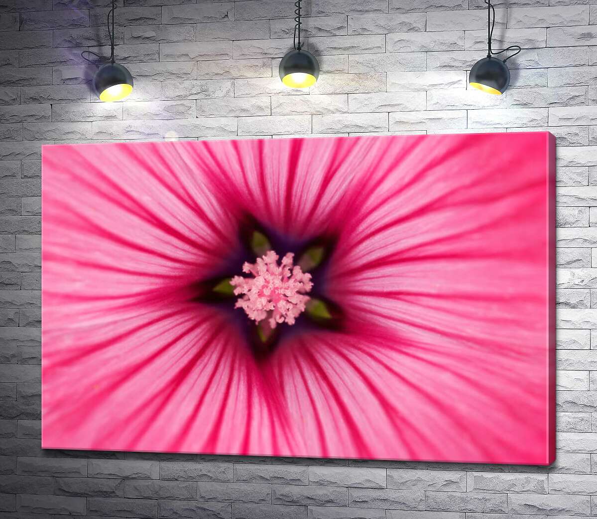 картина Звездочка-серединка розового цветка лаватеры