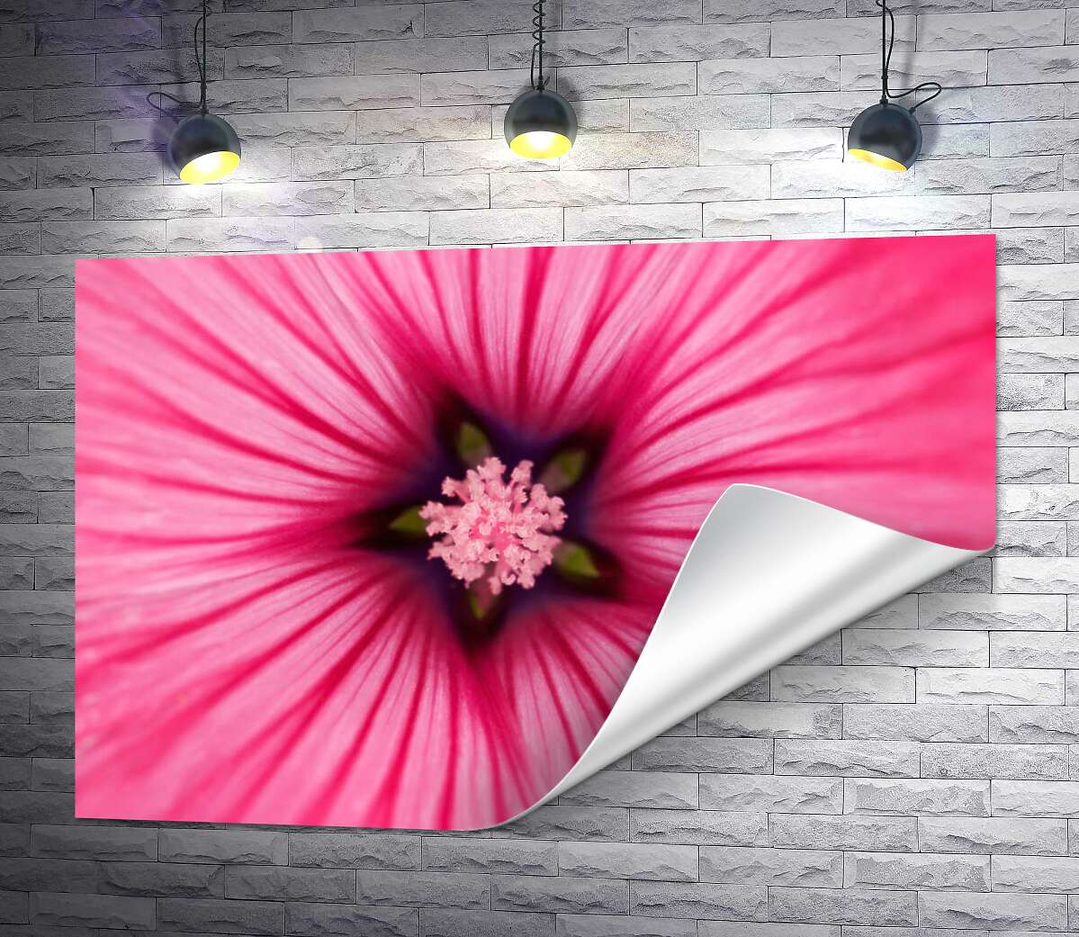 друк Зірочка-серединка рожевої квітки лаватери