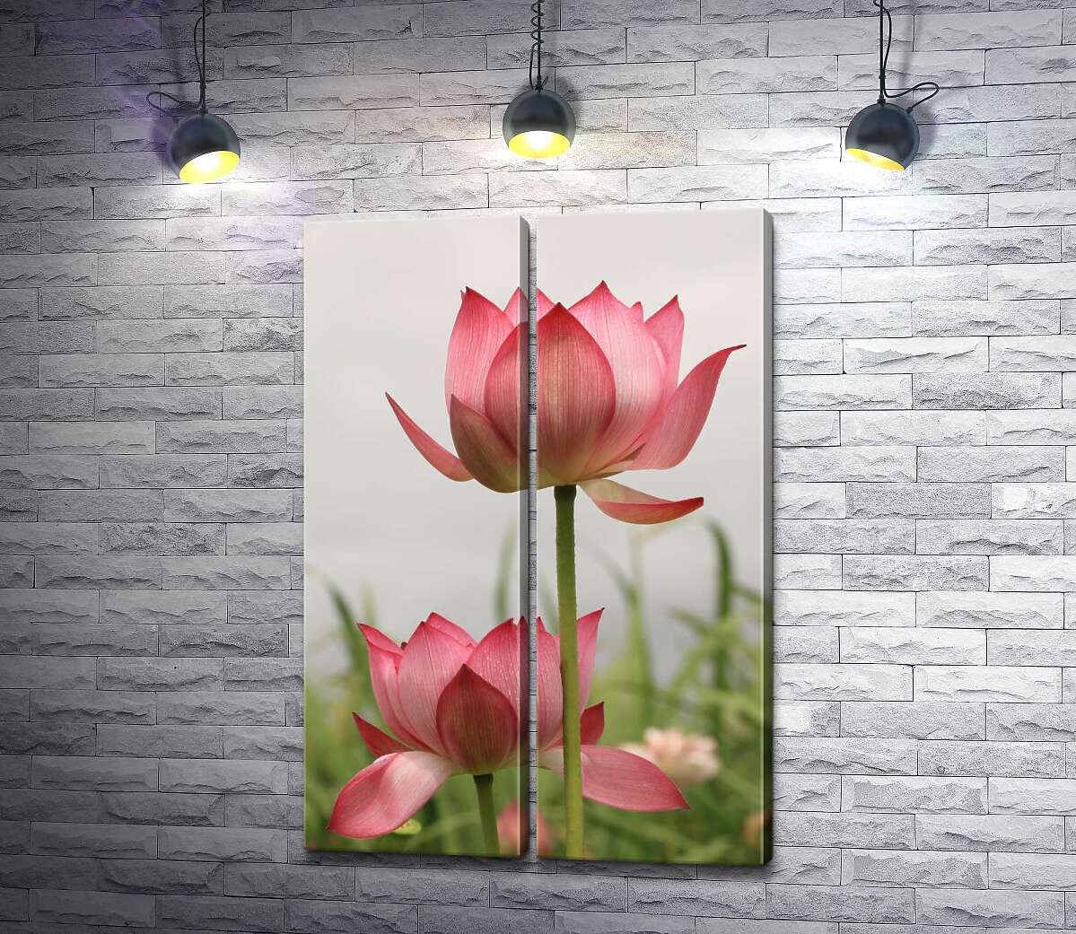 модульна картина Стрункі стеблини рожевих квітів лотоса