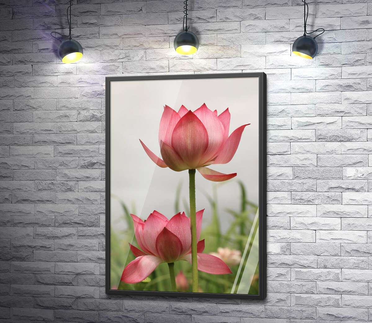 постер Стрункі стеблини рожевих квітів лотоса