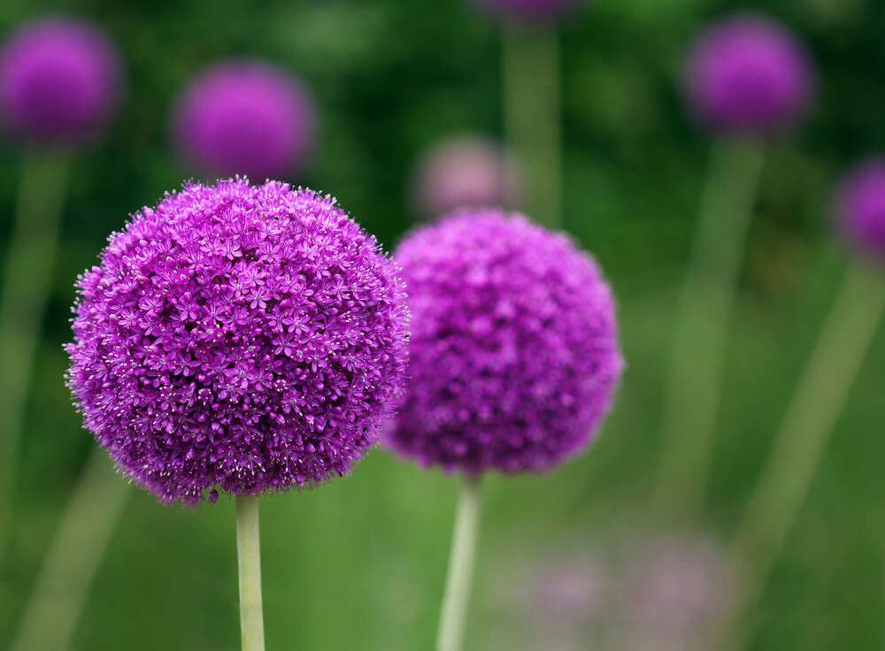 картина-постер Фіолетові кульки суцвіття декоративної цибулі