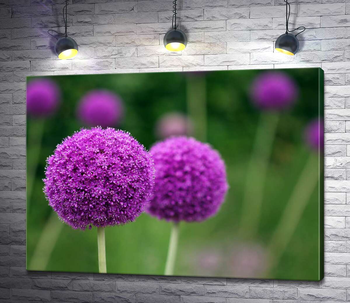 картина Фиолетовые шарики соцветия декоративного лука