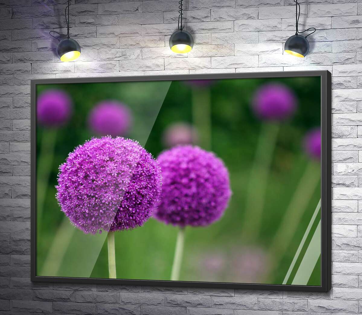 постер Фіолетові кульки суцвіття декоративної цибулі