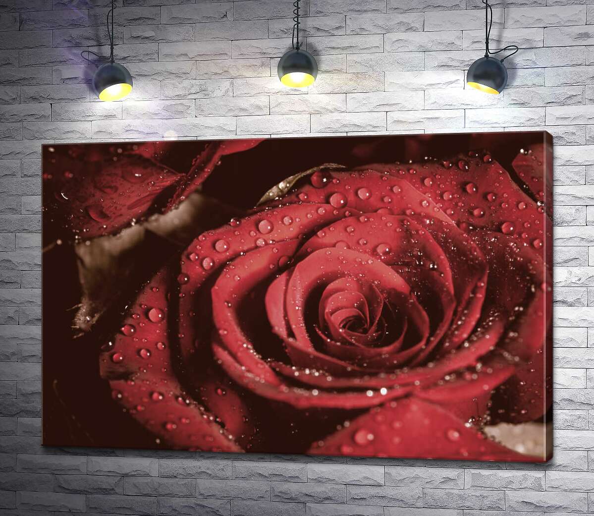 картина Роса лежить на розкішних пелюстках червоної троянди