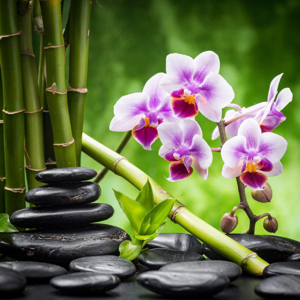 картина-постер Заспокоєння природою: чорне каміння поряд з орхідеєю та бамбуком