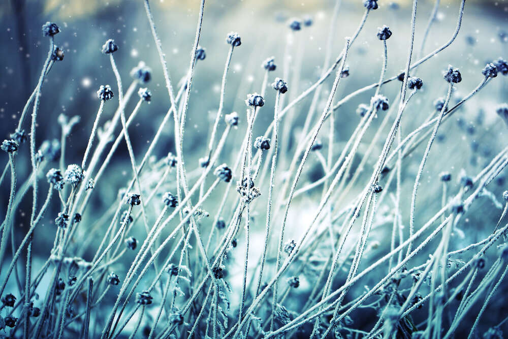 картина-постер Тонкие стебельки полевой травы на рассвете