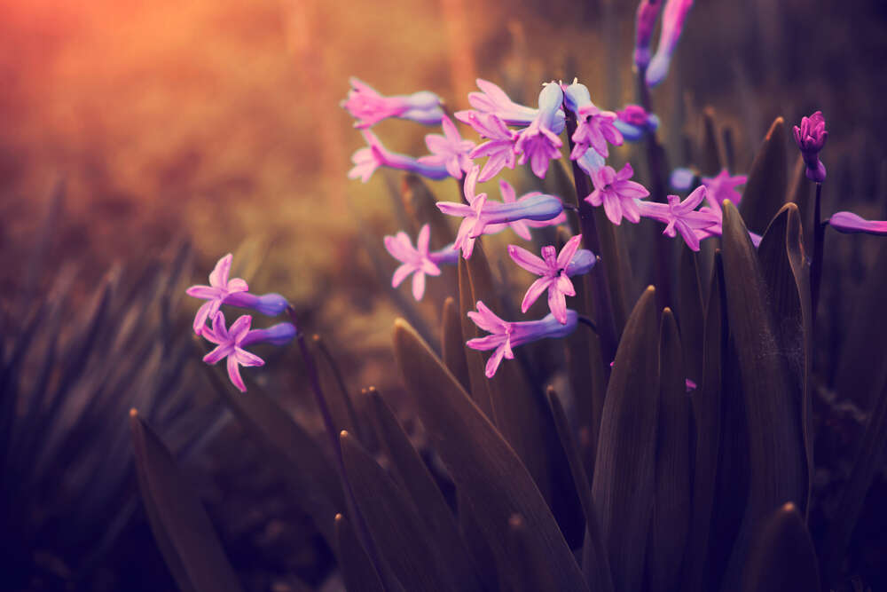 картина-постер Ранкове сонце кидає перші промені на стрункі весняні квіти