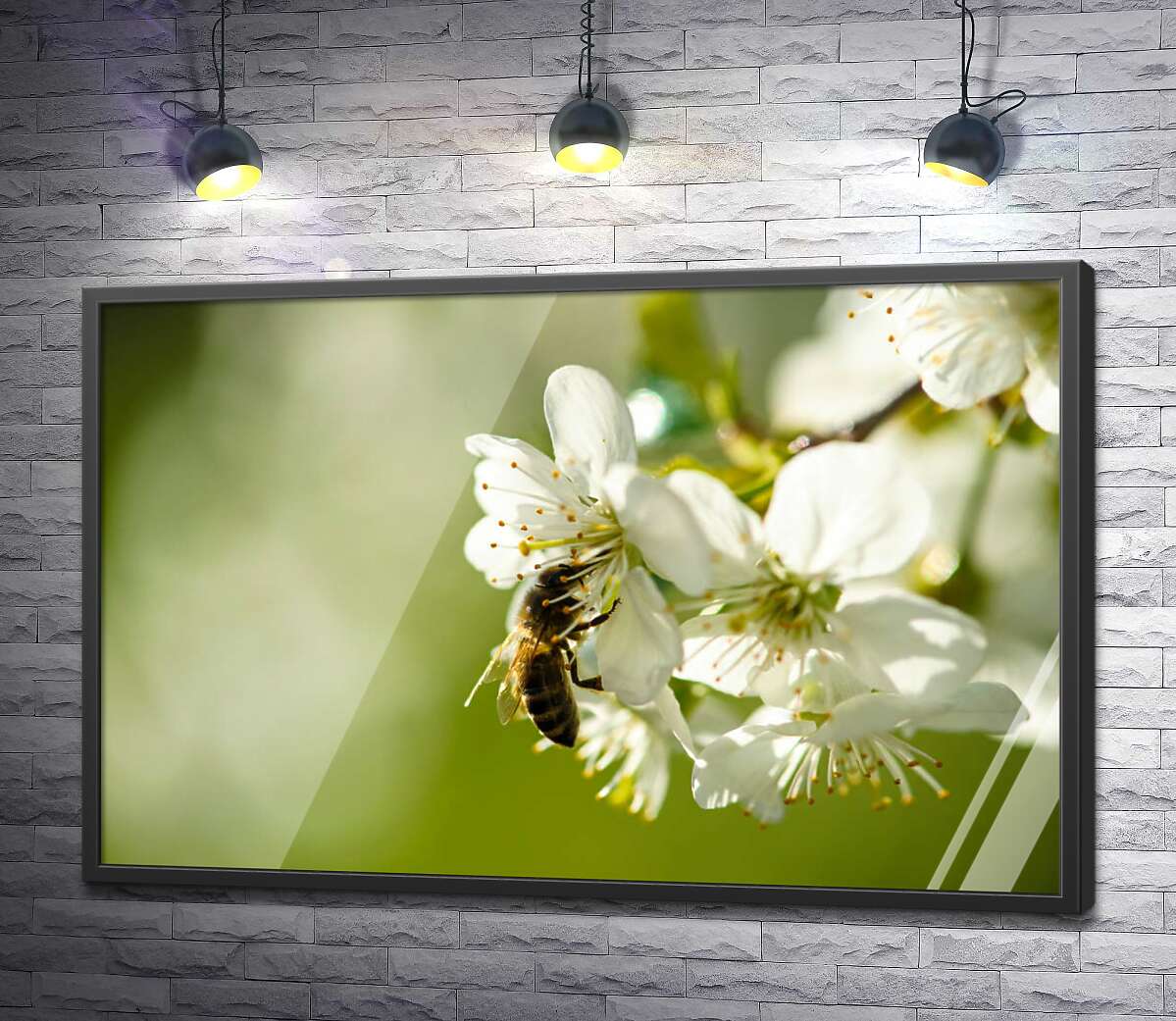 постер Маленькая пчела собирает пыльцу на белом цветке яблони