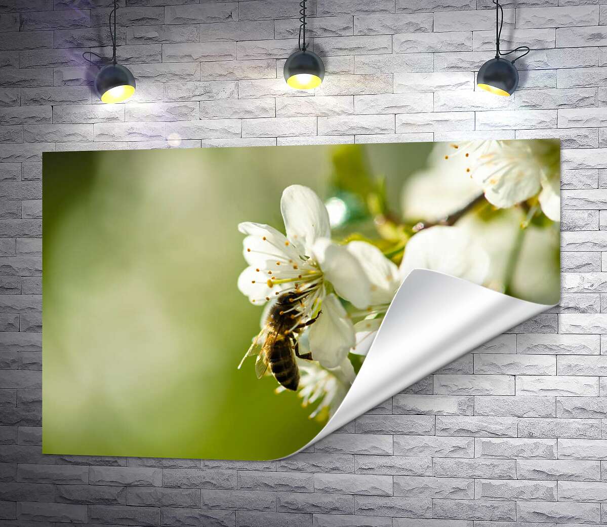 друк Маленька бджола збирає пилок на білій квітці яблуні