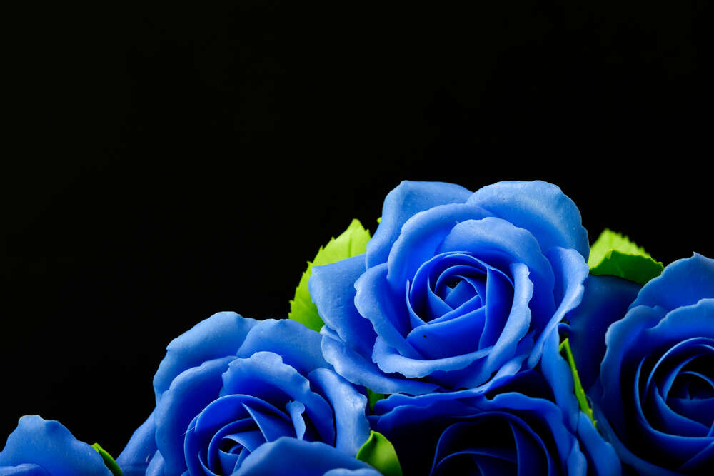 картина-постер Пишні сині троянди на чорному фоні