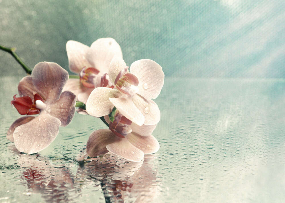 картина-постер Розовая ветка орхидеи лежит на зеркале