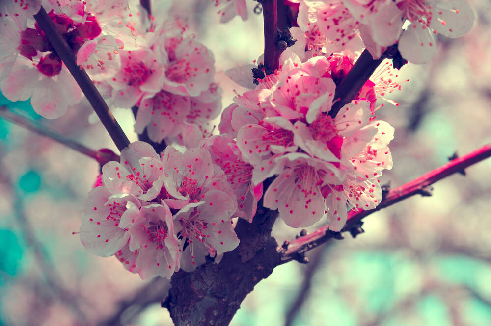 картина-постер Весняна гілка квітучого абрикосу