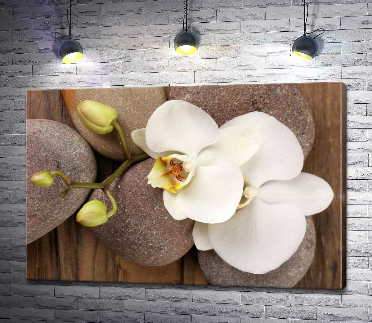картина Изящная ветвь орхидеи лежит на гладких камнях
