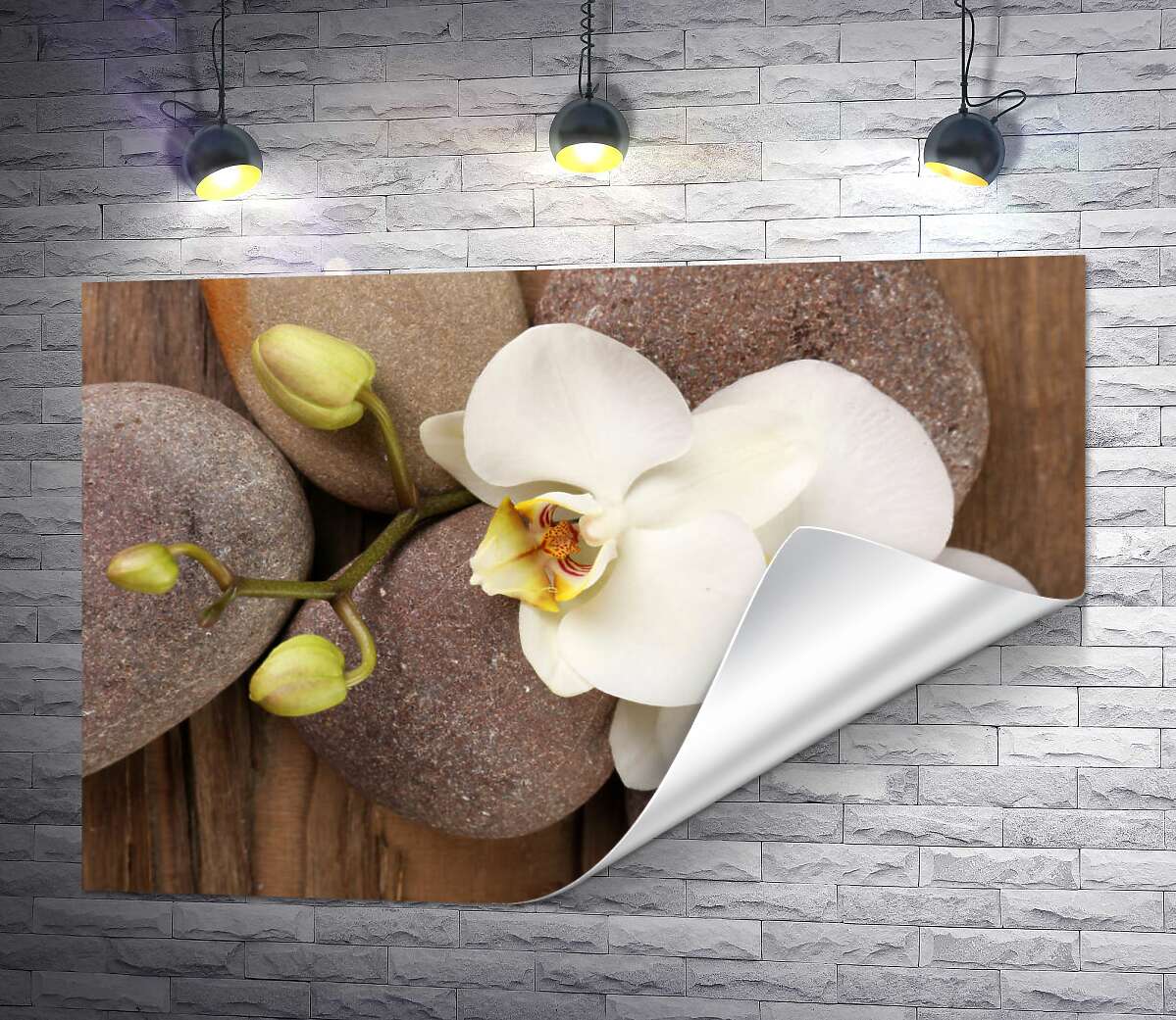 друк Витончена гілка орхідеї лежить на гладеньких каменях