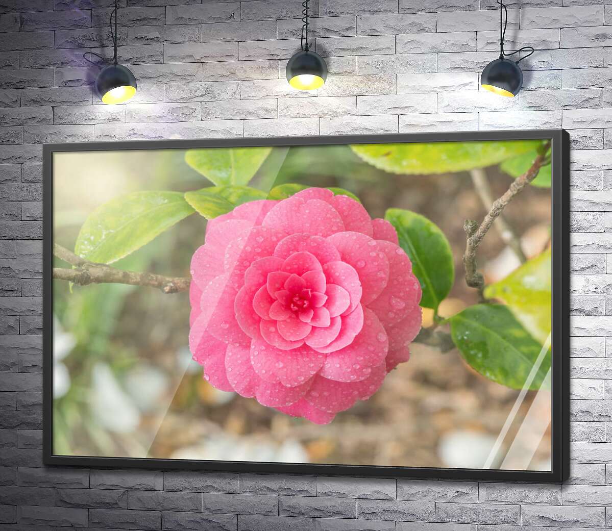 постер Изысканный цветок розовой камелии после дождя