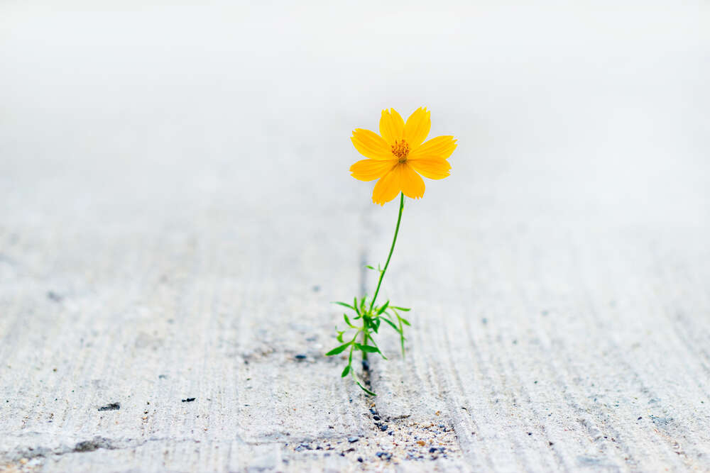 картина-постер Маленька жовта квіточка проросла крізь камінь