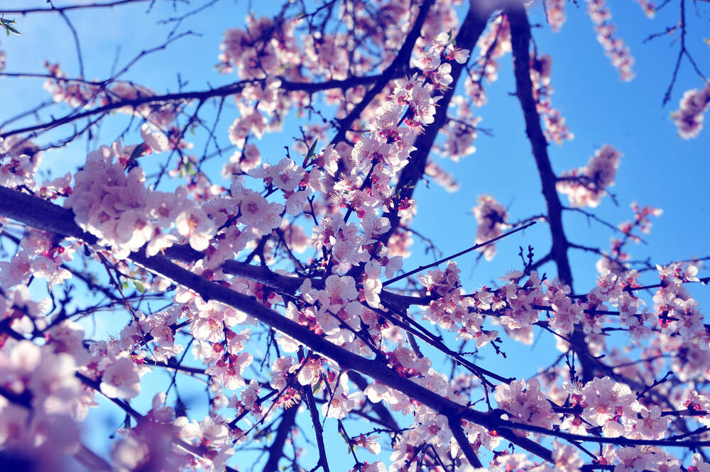 картина-постер Пышное розовое цветение весеннего дерева