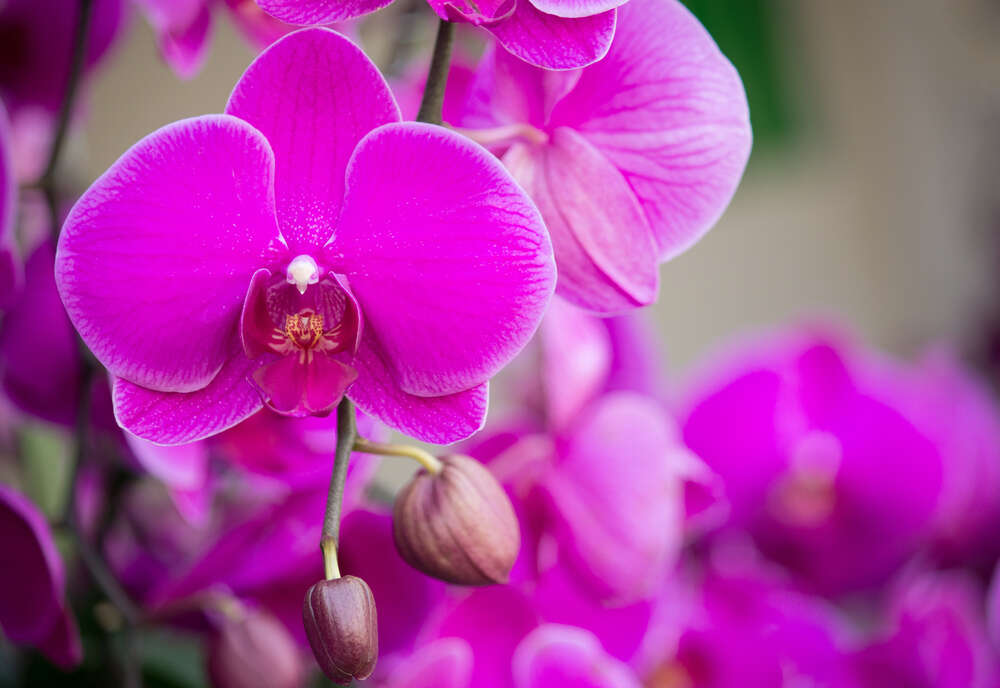 картина-постер Яркое цветение фиолетовых орхидей