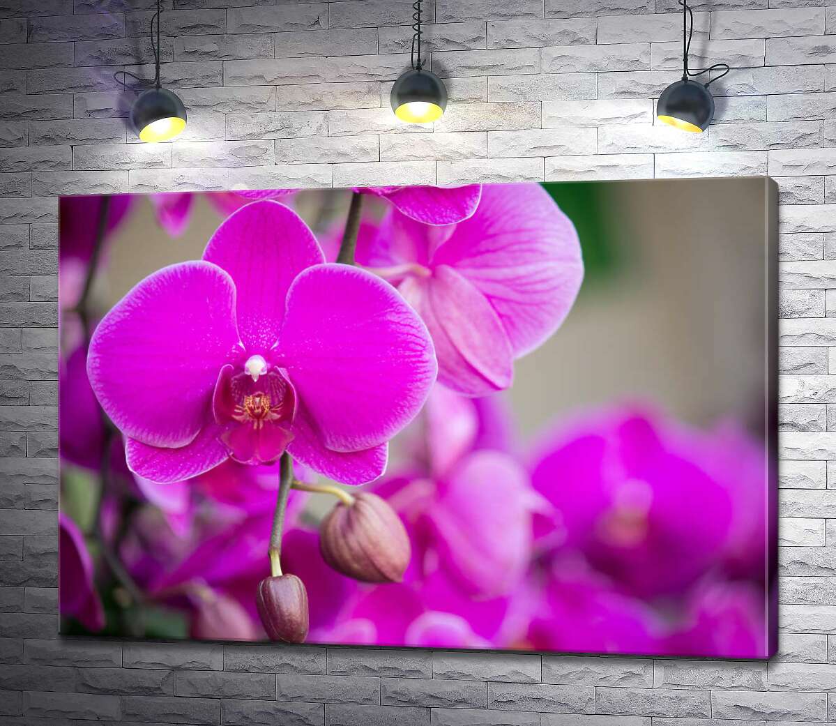 картина Яскраве цвітіння фіолетових орхідей