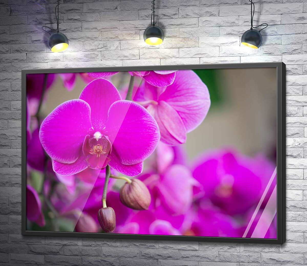 постер Яскраве цвітіння фіолетових орхідей