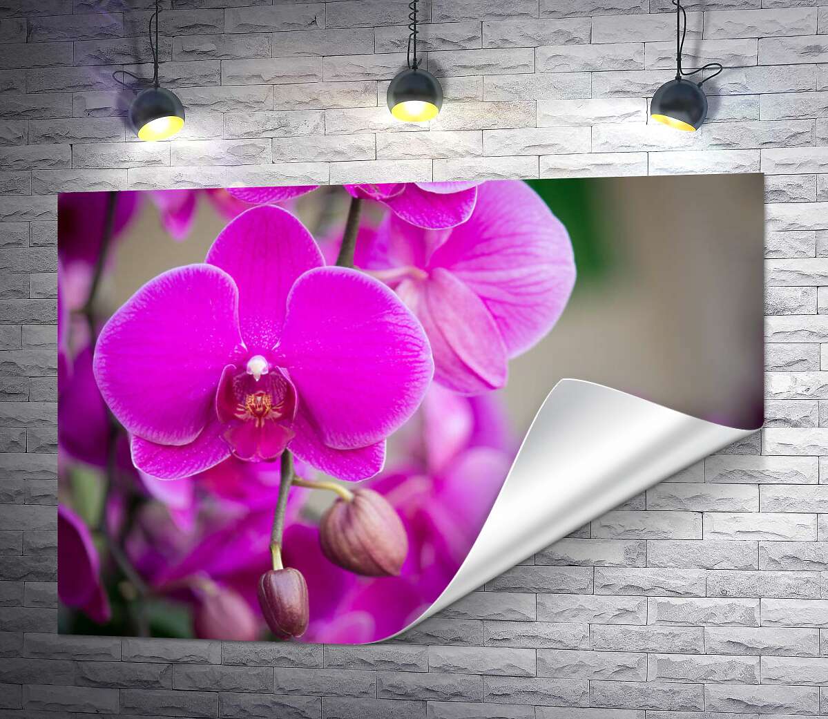 печать Яркое цветение фиолетовых орхидей