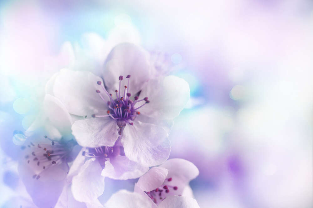 картина-постер Білосніжні квіти весняного дерева