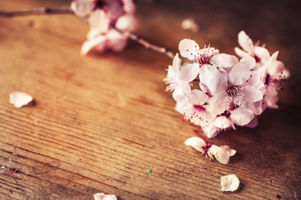 картина-постер Квітуча гілочка рожевої сакури лежить на столі