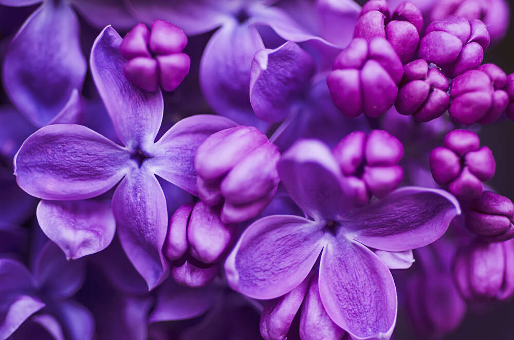 картина-постер Ніжні квіти фіолетового бузку повільно розкривають пелюстки