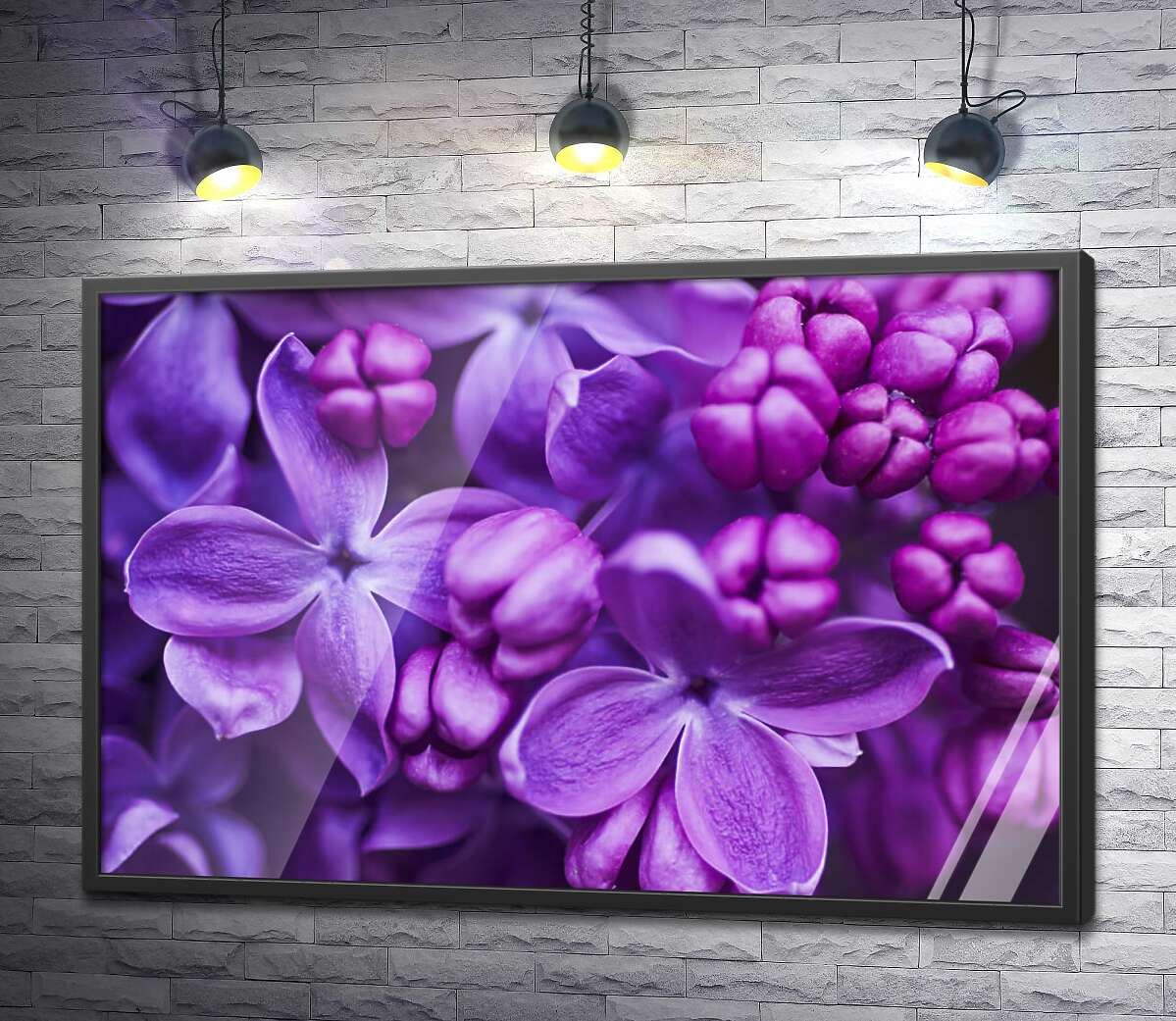 постер Нежные цветы фиолетовой сирени медленно раскрывают лепестки