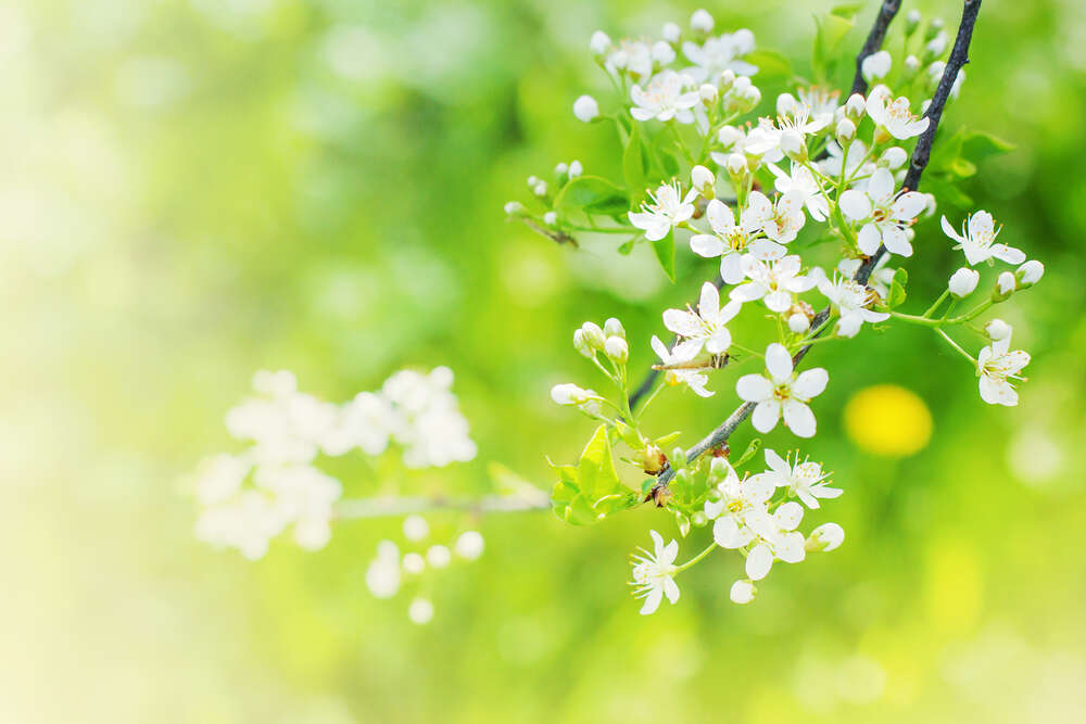 картина-постер Ніжно-білі квіти на дереві черемхи