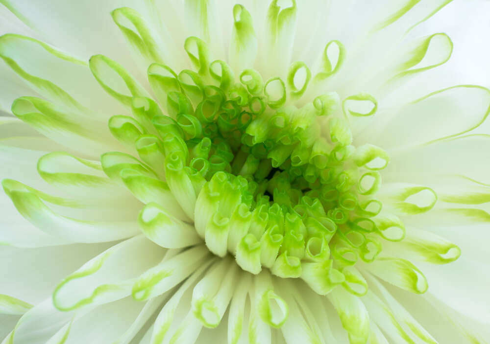 картина-постер Зелена серединка білої хризантеми