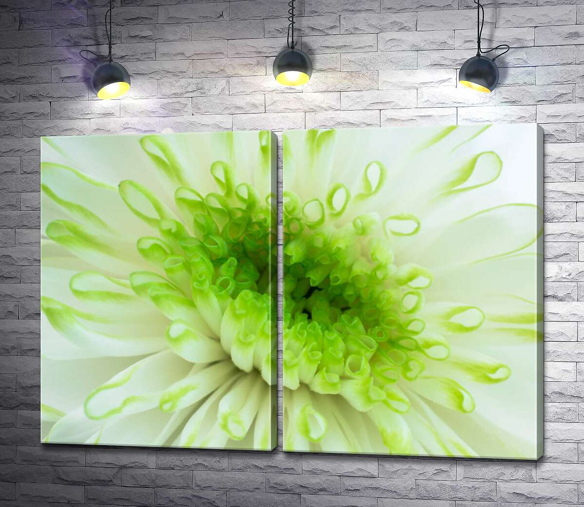 модульная картина Зеленая серединка белой хризантемы