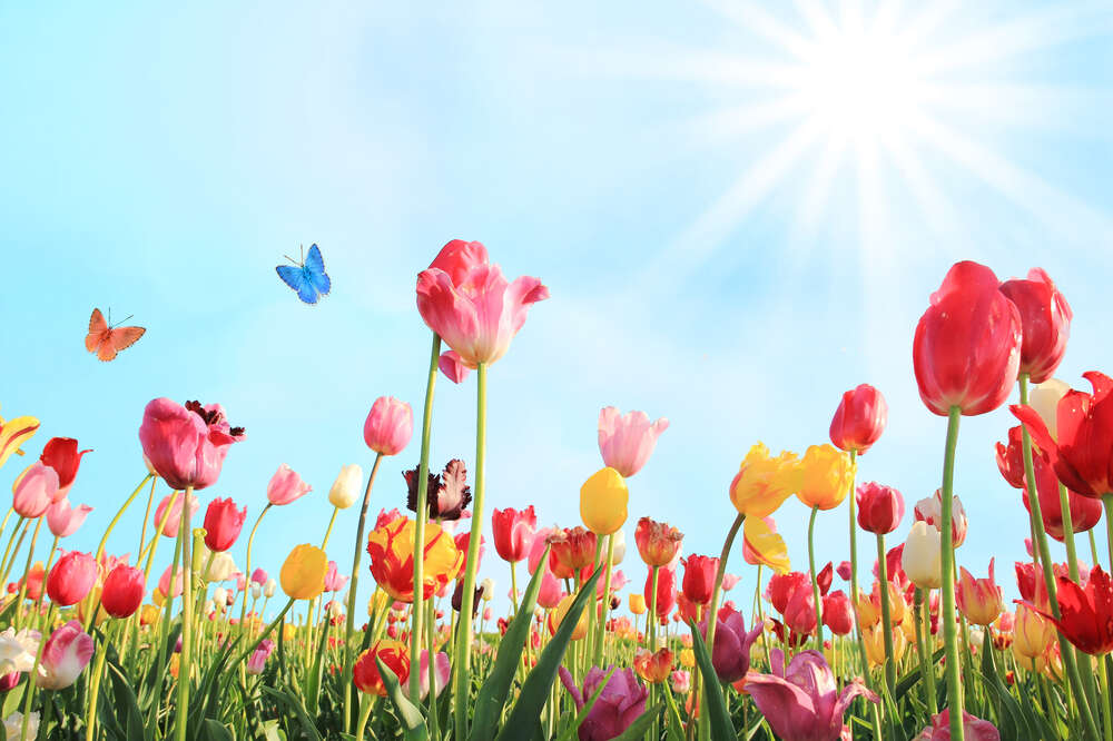 картина-постер Бабочки летают среди весеннего поля тюльпанов