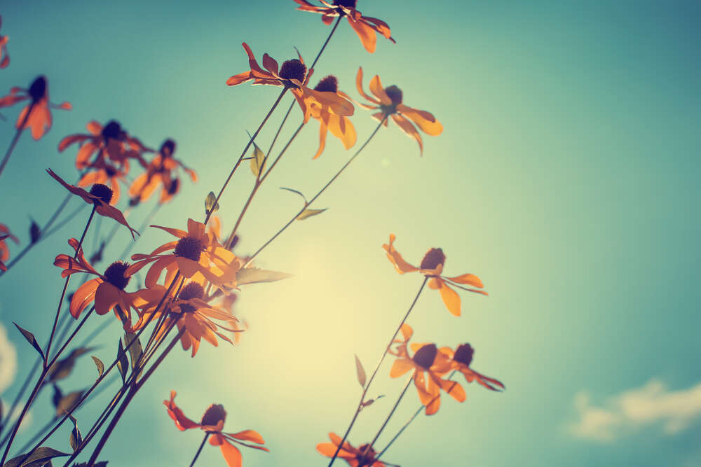 картина-постер Солнце согревает желтые цветы рудбекии