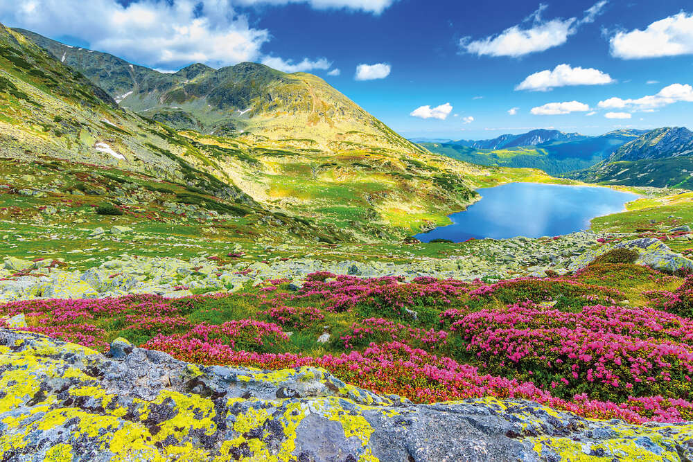 картина-постер Квітучий літній схил веде до гірського озера
