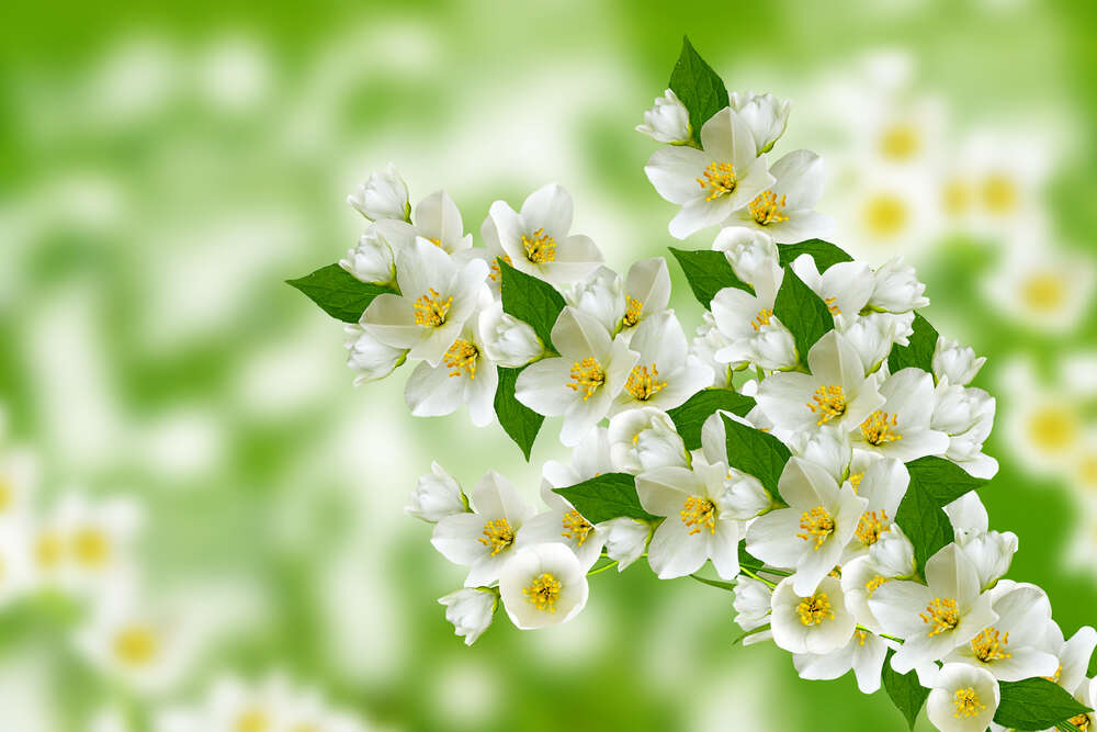 картина-постер Ветка ароматного цветения белого жасмина