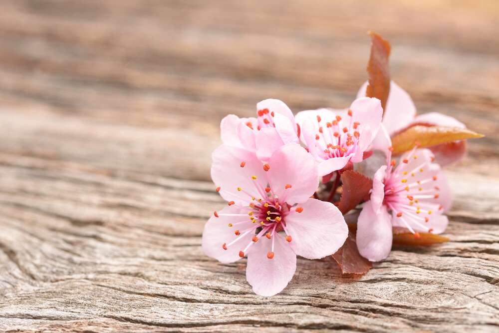 картина-постер Ніжні рожеві квіти з весняного дерева