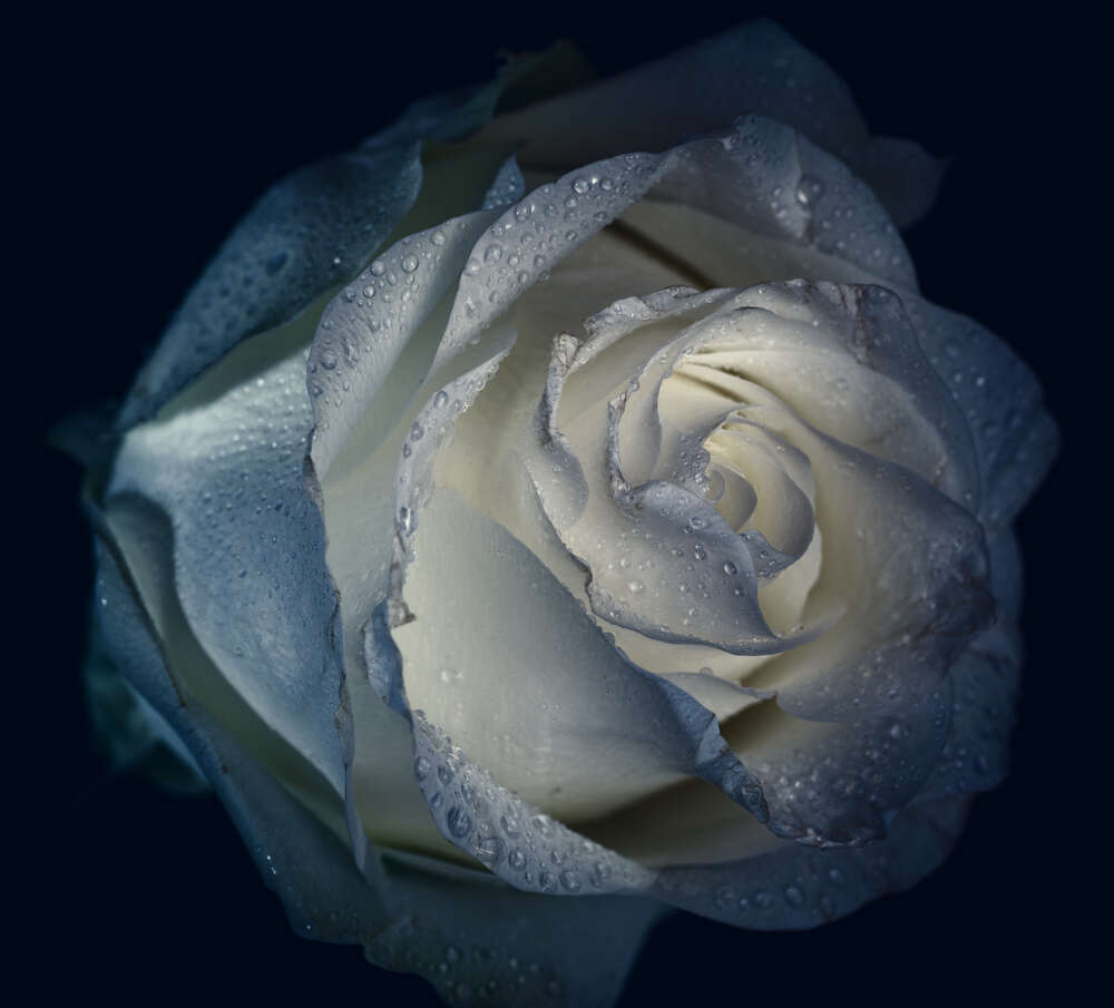 картина-постер Холода роса вмиває білі пелюстки троянди
