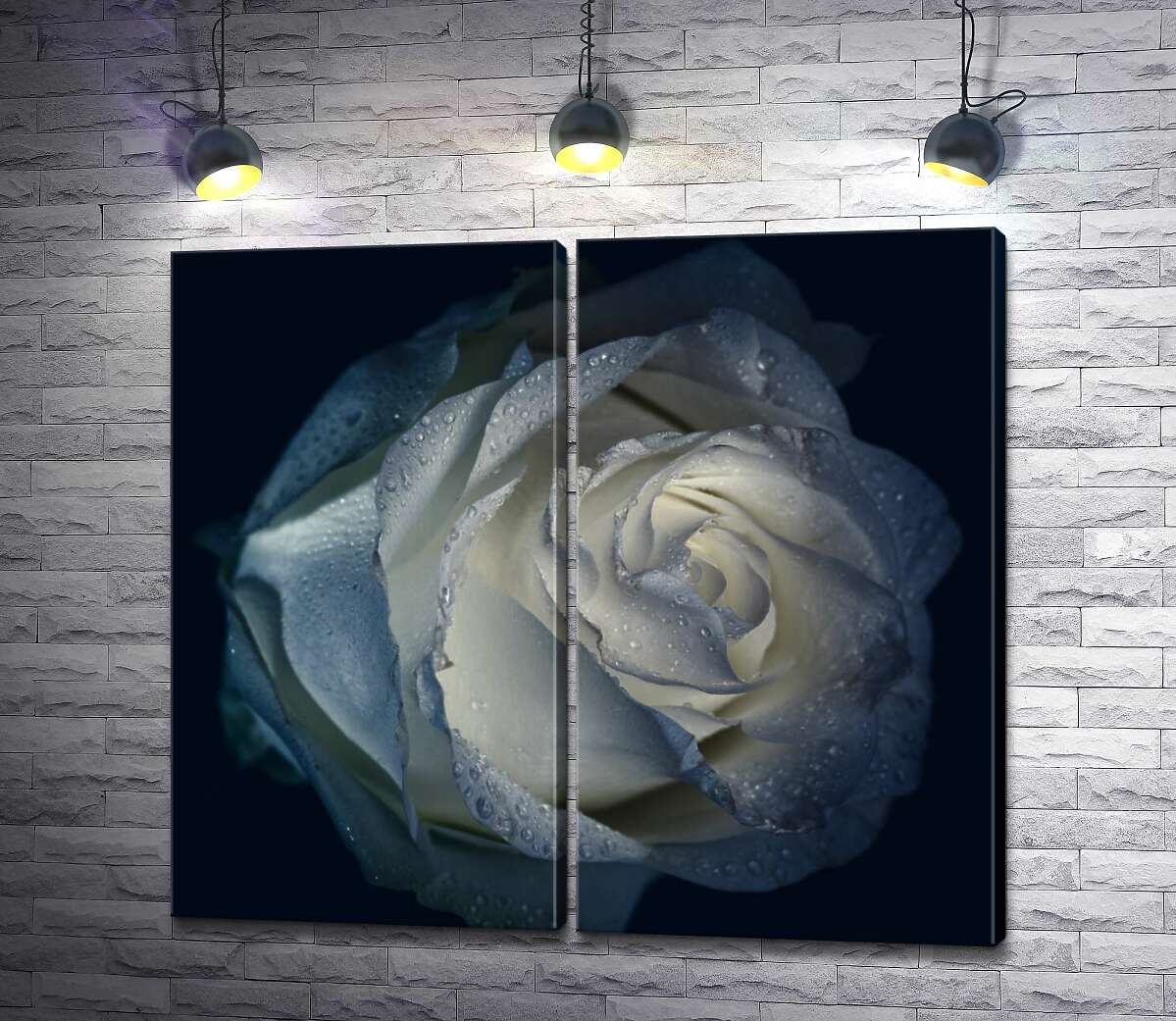 модульна картина Холода роса вмиває білі пелюстки троянди
