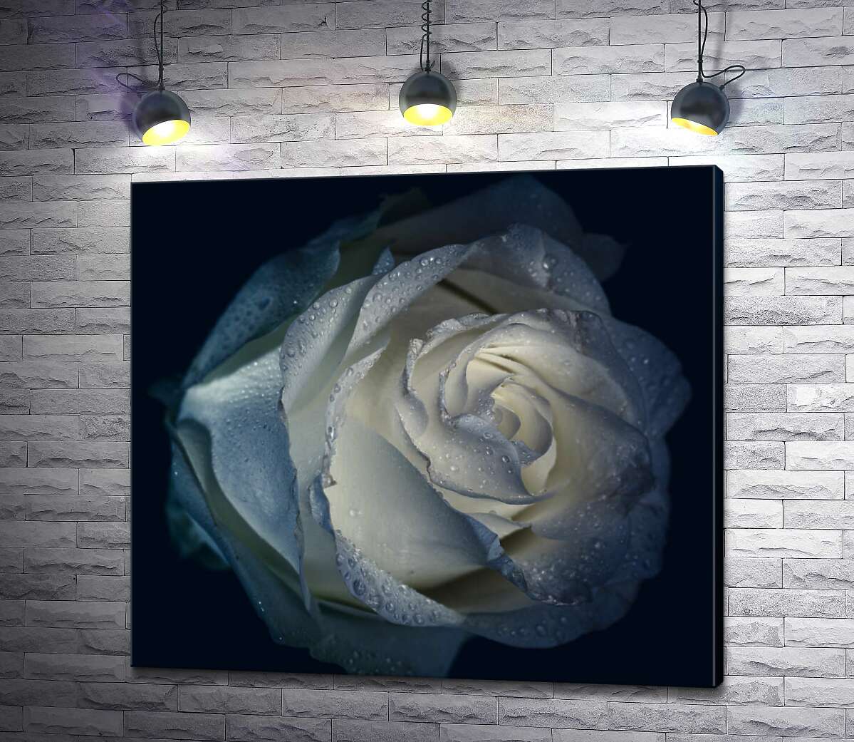картина Холода роса вмиває білі пелюстки троянди
