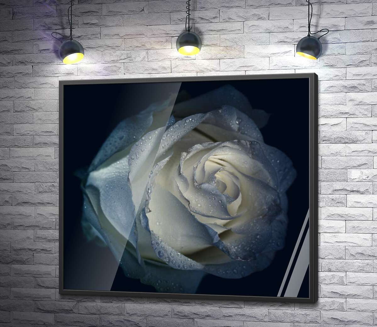 постер Холода роса вмиває білі пелюстки троянди