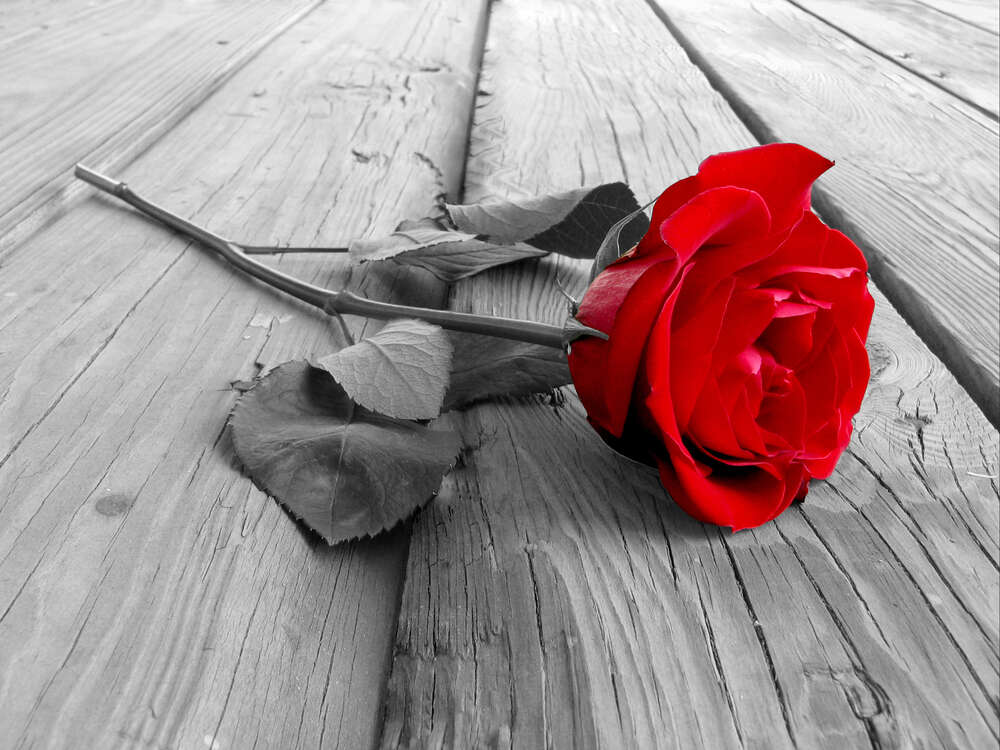 картина-постер Стройный цветок красной розы лежит на деревянном столе